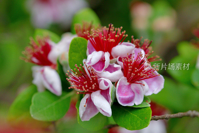 飞燕花/菠萝番石榴/六甲飞燕花